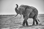 KENYA 2024 CLASSIC